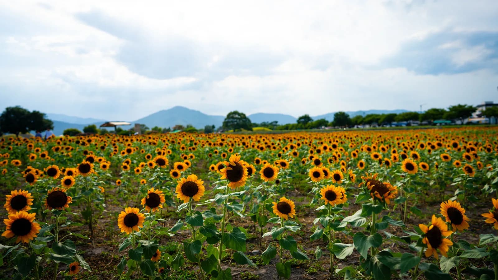 Un campo di girasoli con montagne sullo sfondo e un cielo nuvoloso