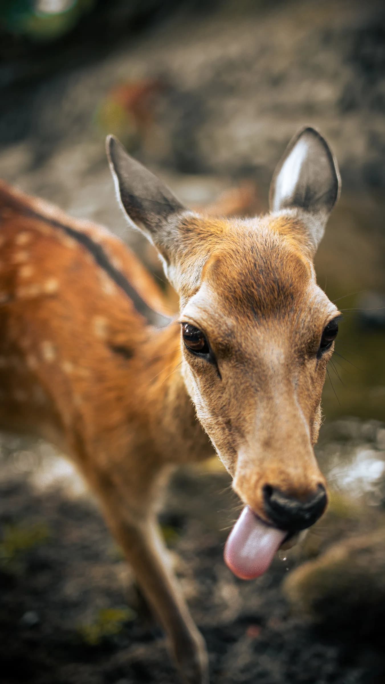 A close-up of a deer with its tongue out against a softly blurred background